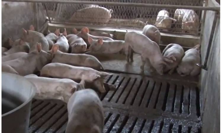 DEVASTIRAN SVINJSKI FOND: Zbog afričke svinjske kuge ozbiljno ugrožen uzgoj svinja  ALARMANTNO (VIDEO)