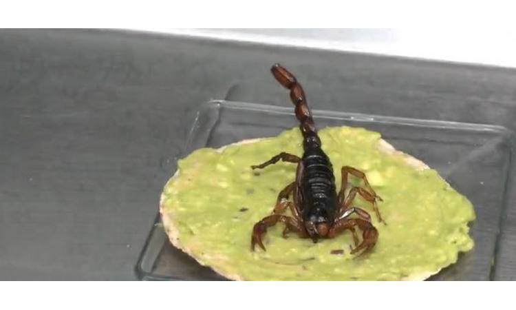 NEOBIČAN SPECIJALITET U MEKSIKU: Takos sa škorpijom je atrakcija za sve turiste! (FOTO)