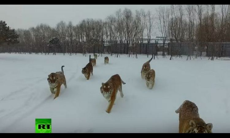 IDE MACA OKO TEBE: Dron je snimao tigrove, a oni su ga ulovili i uništili! (video)