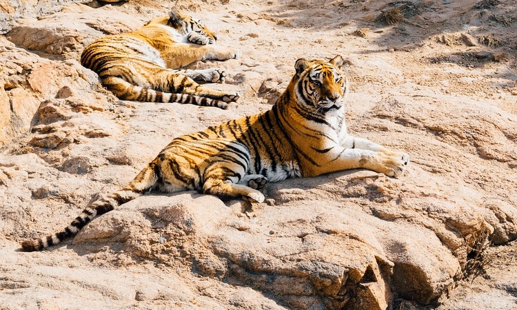 SEVER HOLANDIJE: Odbegli bengalski tigrovi vraćeni u azil