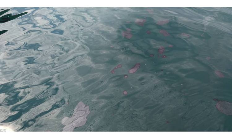 EKOLOŠKI INCIDENT: Masna mrlja u vodama luke u Risnu!