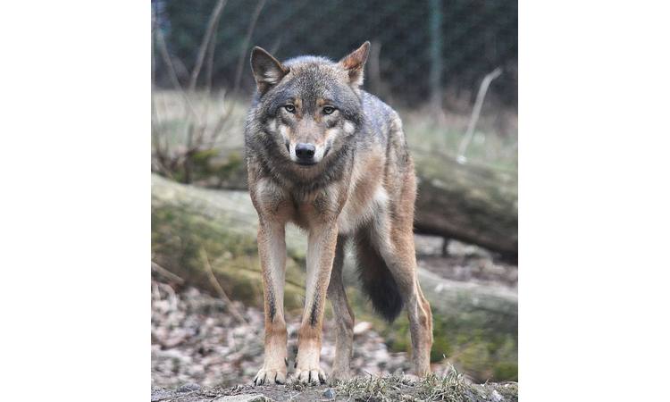 NEĆETE VEROVATI: Ovo je pravo VEROVANJE i prava SIMBOLIKA vuka! (FOTO)
