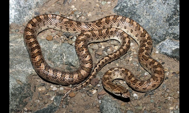 Epohalno otkriće: Naučnici konačno saznali zašto su zmije toliko dugačke
