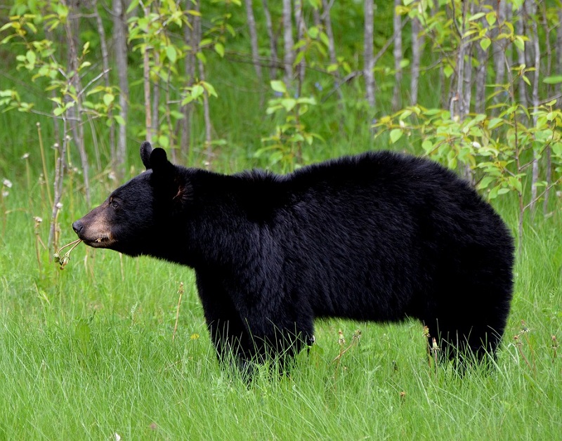 „POZER“ IZ ŠUME! Medved iz Kolorada napravio 400 selfija na kameri za divlje životinje (VIDEO)