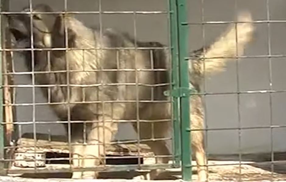ŠARPLANINAC IZUJEDAO ČOVEKA U BARAJEVU: Uhapšen vlasnik psa