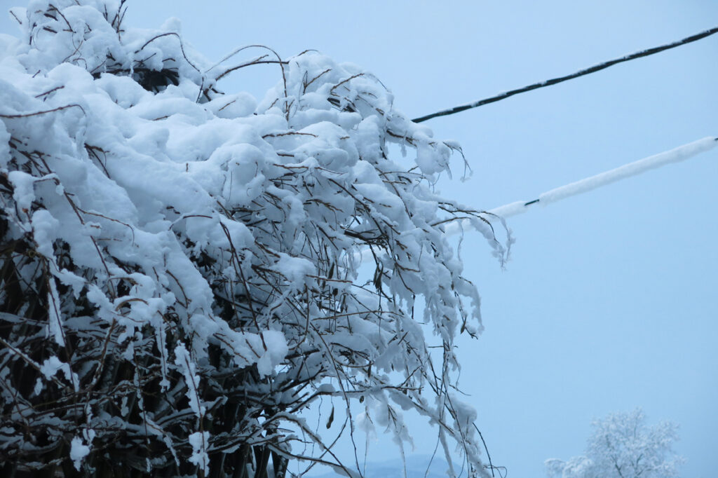 HAOS U POŽEGI: Sneg oborio drvo na automobil