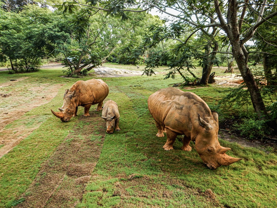 LEPA VEST! Raste broj nosoroga i drugih divljih životinja u Ugandi nakon uvođenja oštrijih kazni za krivolov