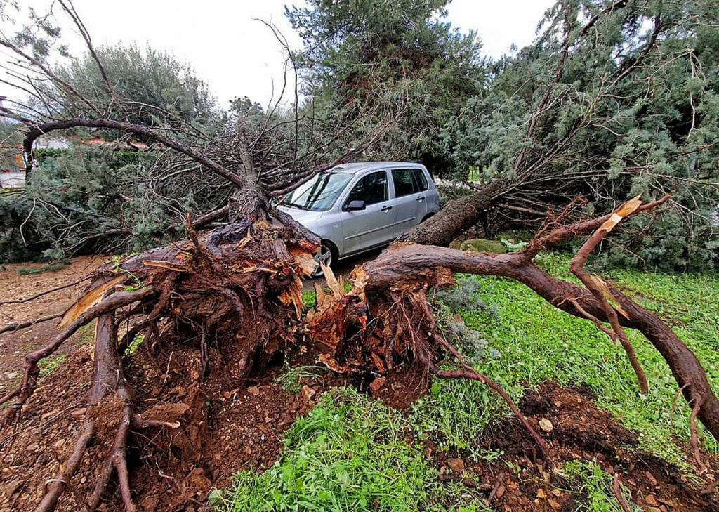 DVE STVARI SU OBAVEZNE: Kako da nadoknadite štetu ako vetar sruši drvo na vaše vozilo