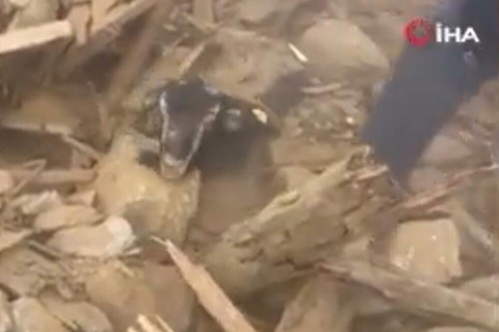 RADNICI UKLANJALI OSTATKE RUŠEVINA, PA ZAČULI ZVUKOVE: Dve koze spasene nakon 26 dana od potresa, ceo svet u čudu! (VIDEO)