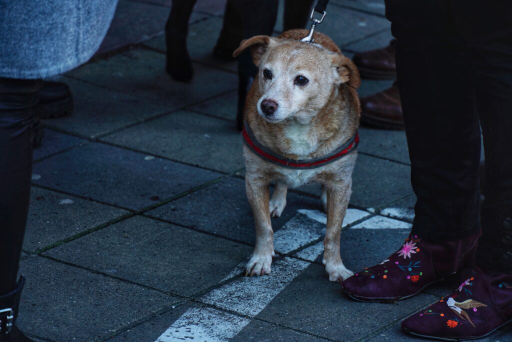 KINOLOŠKI SAVEZ SRBIJE: „Trebalo bi uvesti porez na pse!“ Vlasnici su odgovorni za napade pasa