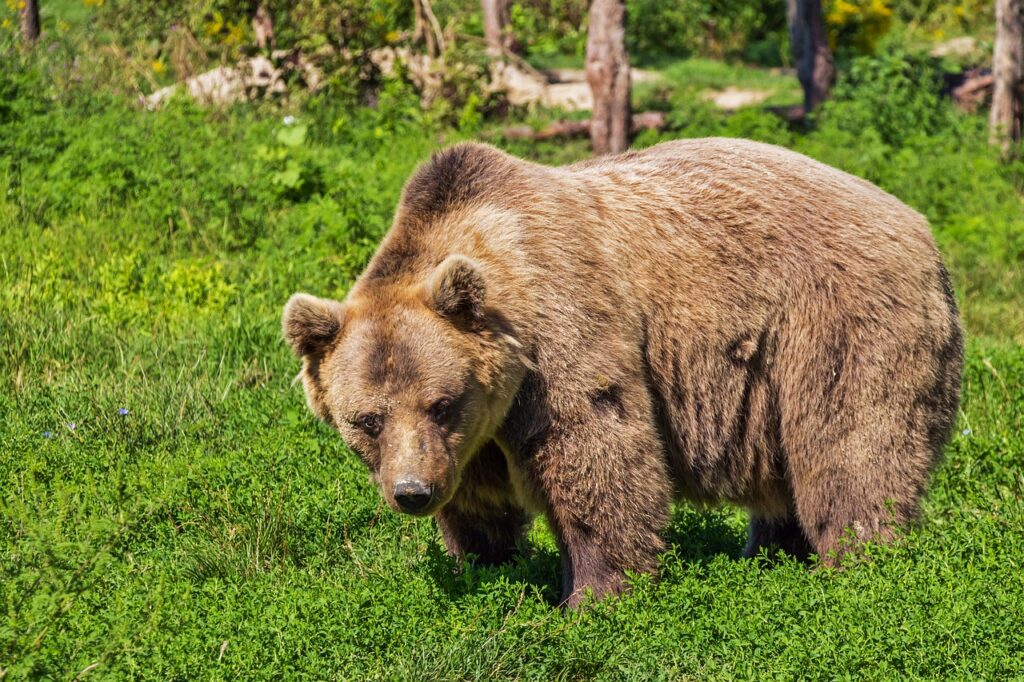 ŽIVEO JE U NEPODNOŠLJIVIM USLOVIMA, A SAD SE BAŠKARI NA 8.400 KVADRATA! Novi dom za crnogorskog medveda Ljubu