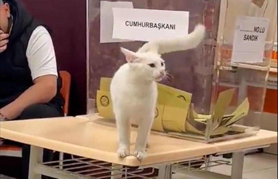 „KRALJICE GRADA“ NA ZADATKU: Mačke u Turskoj nadgledaju kako protiče GLASANJE (FOTO/VIDEO)