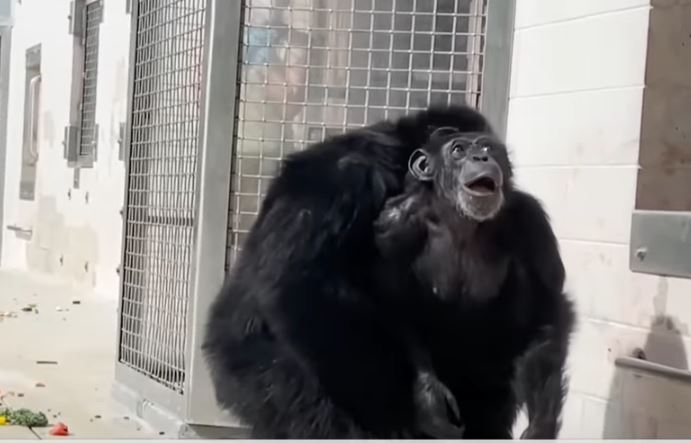 REAKCIJA KOJA TOPI I NAJTVRĐA SRCA: Laboratorijska šimpanza posle 28 godina prvi put ugledala nebo