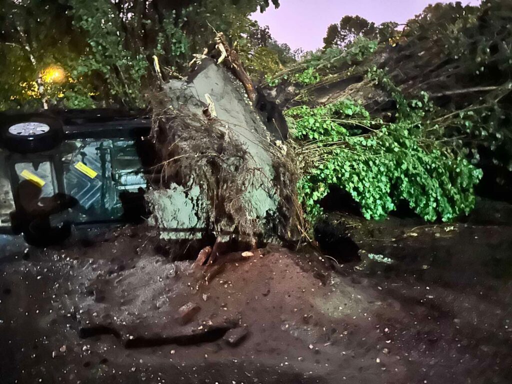 PAO I SIMBOL NOVOG SADA: Oluja očupala drvo staro više od 150 godina