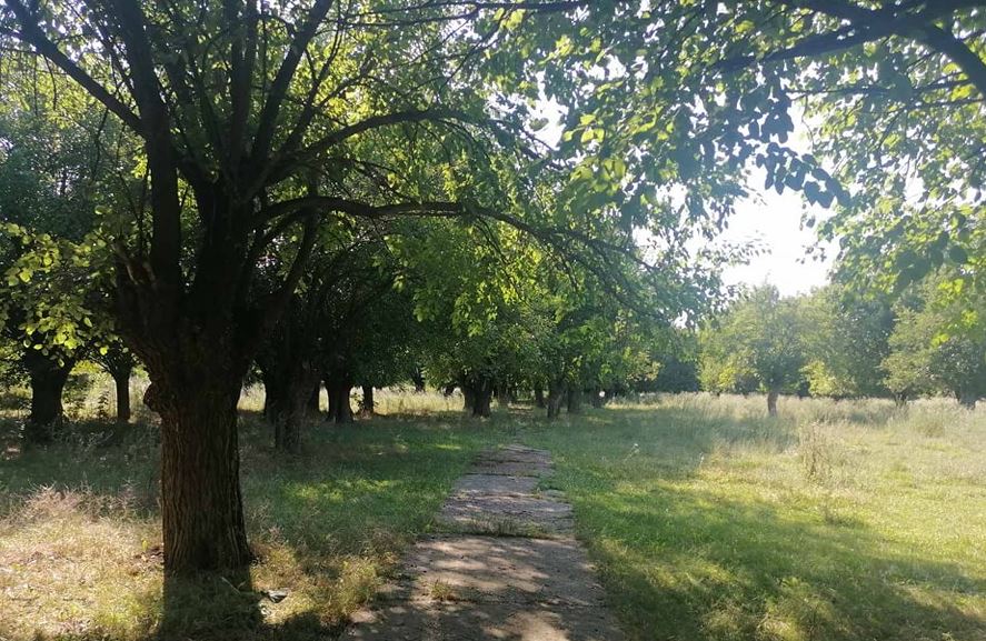 NEVEROVATNA PRIČA: Kako su Katalonci na sever Srbije doneli drvo…