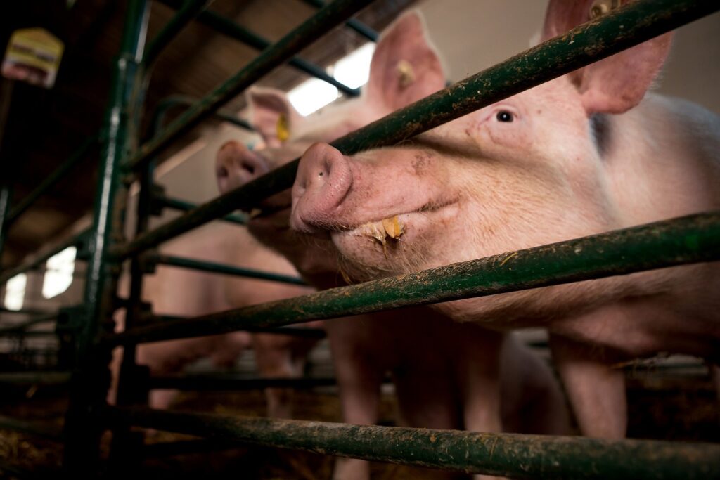 POTRESNA ISPOVEST UZGAJIVAČA IZ LOZNICE – U danu izgubio 300 svinja: „Ništa nije moglo da dođe do njih, ne znam šta se desilo“