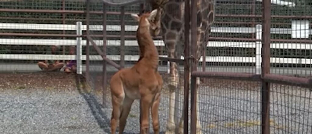 NESVAKIDAŠNJA POJAVA, WOW! Žirafa rođena bez pega na telu – stručnjaci veruju da je jedina te boje na planeti (VIDEO)