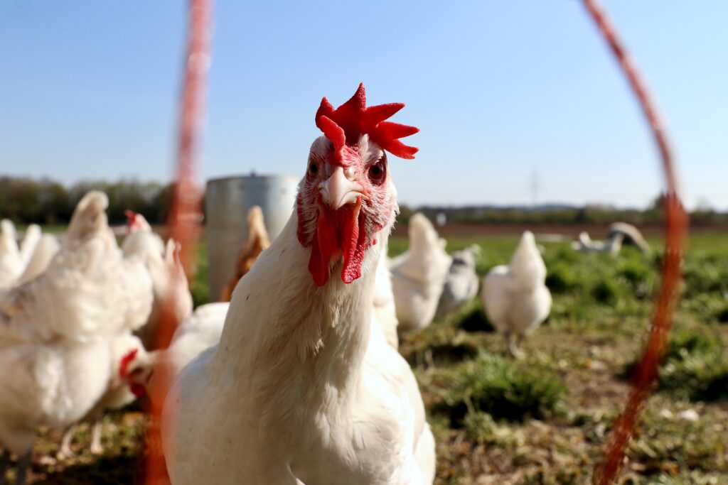 DO YOU SPEAK „Pileći“: Veštačka inteligencija uspela da „prevede“ emocije kokošaka