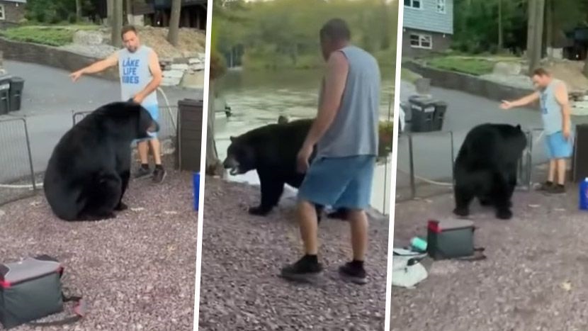 NEMOJTE OVO POKUŠAVATI: Medved ušetao u dvorište, a reakcija domaćina će vas šokirati! (VIDEO)