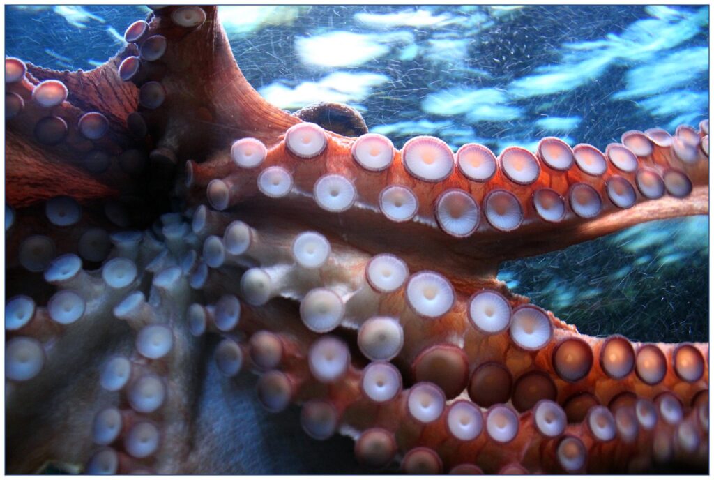 SVAKI PIPAK IMA SVOJ „MOZAK“: Ovo su 3 razloga zašto hobotnice iznenađuju naučnike