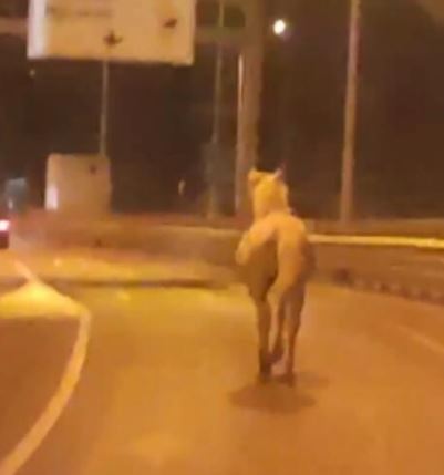 NEVIĐENA SCENA U BEOGRADU: Konj na mostu na Adi, neverovatan snimak šokirao Beograđane! (VIDEO)