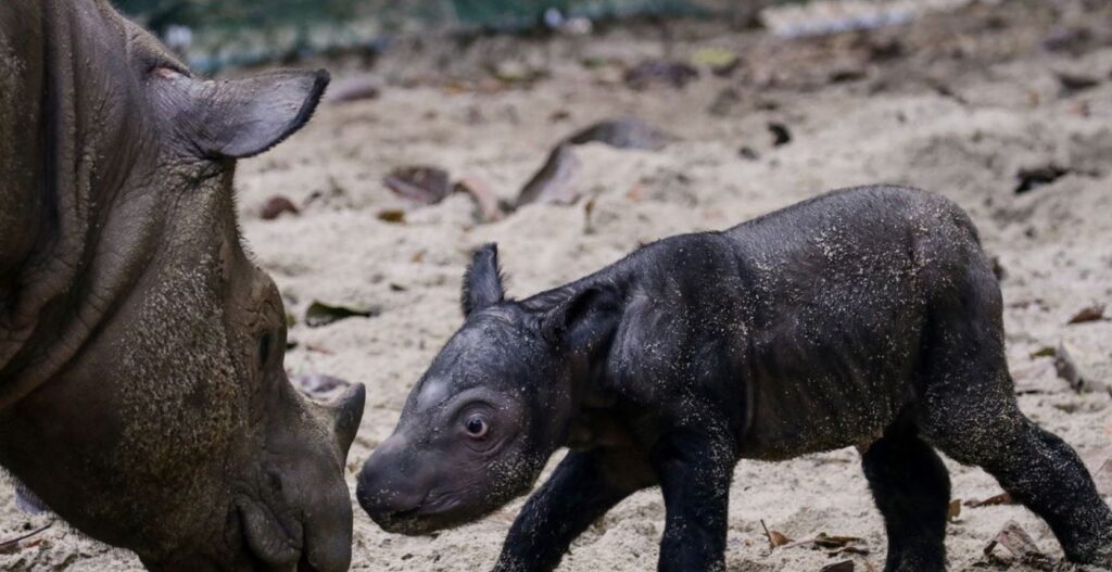 U Indoneziji slavlje – rođen sumatranski nosorog