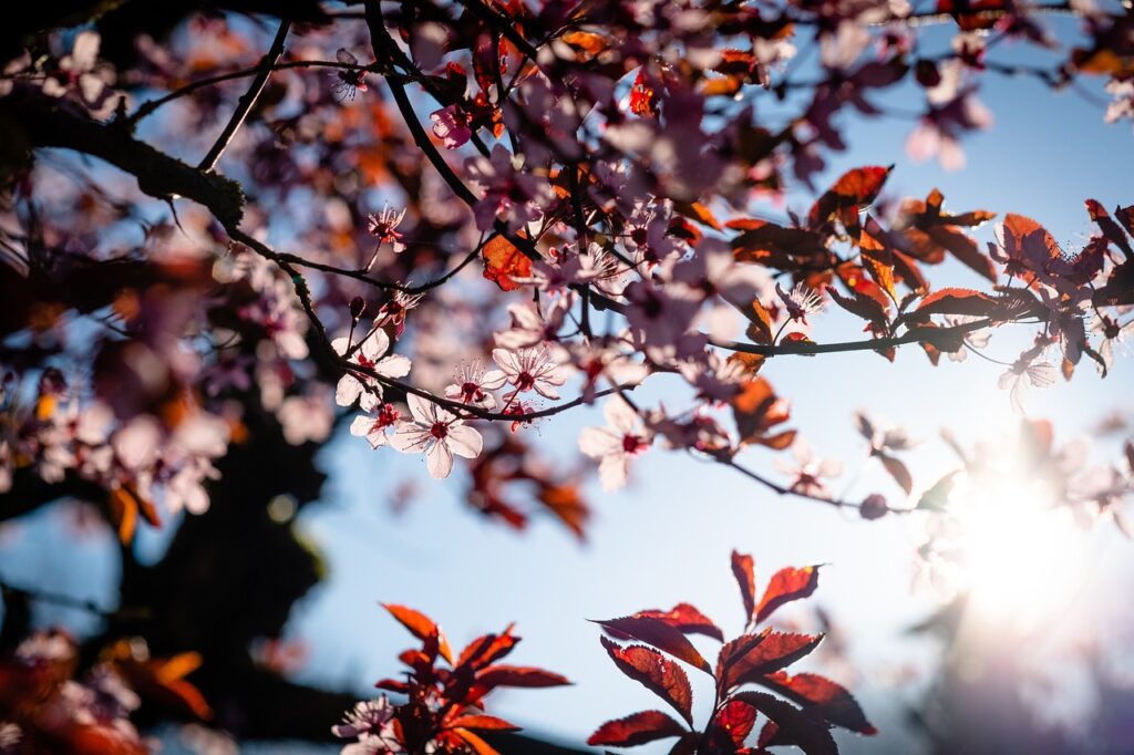 PRIRODA SE ZBUNILA U ŠUMADIJI: U selu pored Kragujevca trešnje usred jeseni procvetale kao da je proleće