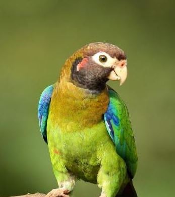 KRIJUMČARENJE EGZOTIČNIH ŽIVOTINJA: Policija kod Subotičanina pronašla 23 papagaja zaštićene vrste