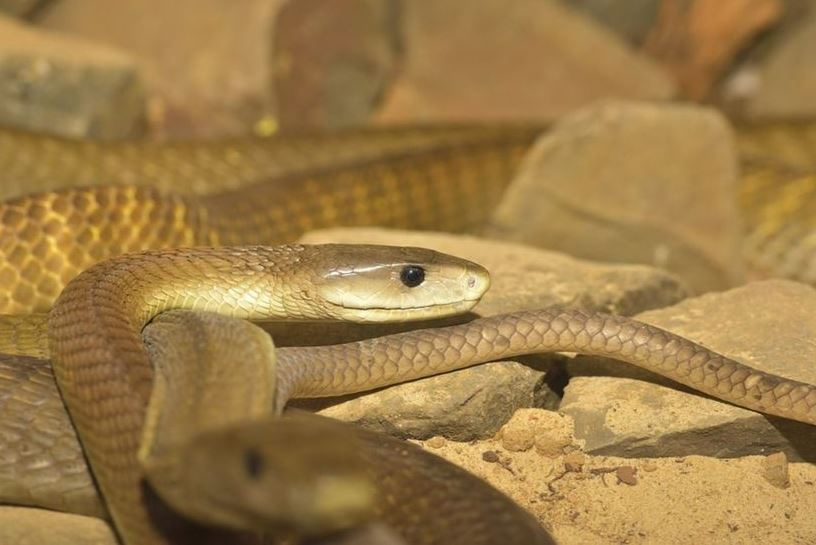 Stari Egipat bio je dom brojnim i manje poznatim vrstama zmija otrovnica, pa i bumslangu sa 4 očnjaka