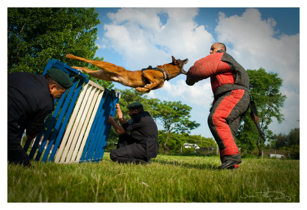 SUPER PSI: Policijski psi – specijalni agenti na četiri noge