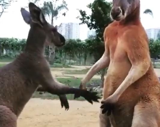 ŠTA LI GA JE NALJUTILO: Najneobičnija interakcija kengura, neodoljivo podesćaju na ljude