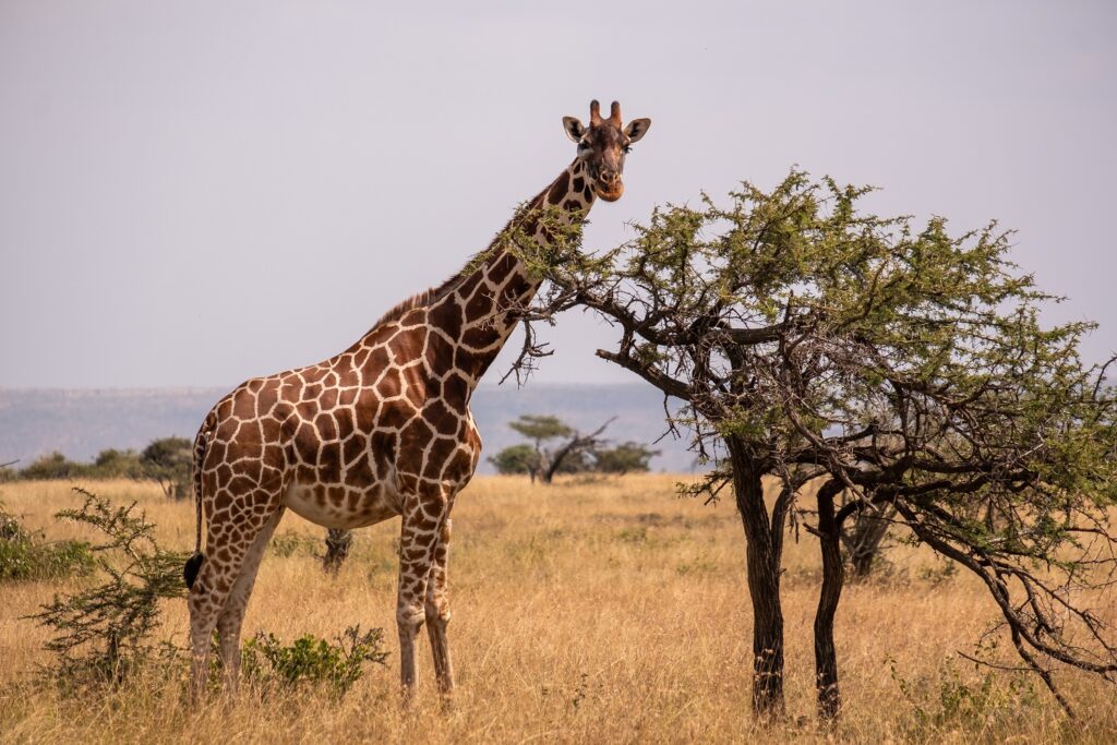 DŽINOVI „UKRSTILI VRATOVE“: Kakva tuča žirafa! (VIDEO)