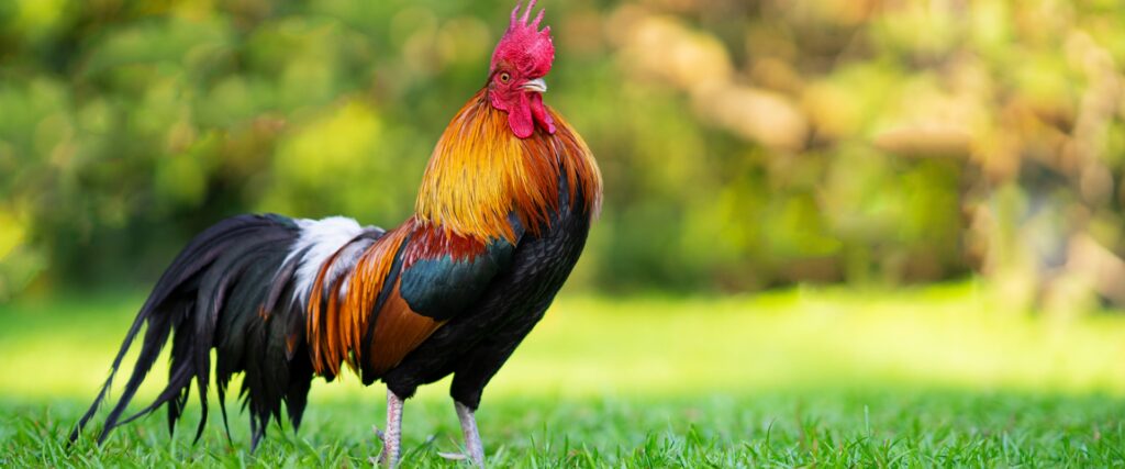 OSIM ZA JELO, KORISTE JE I U RITUALIMA: Najskuplja kokoška na svetu ima crno perje (VIDEO)