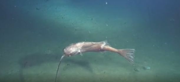 DA LI STE ZNALI: Ova riba ceo život pliva naopačke, a evo i zašto (VIDEO)