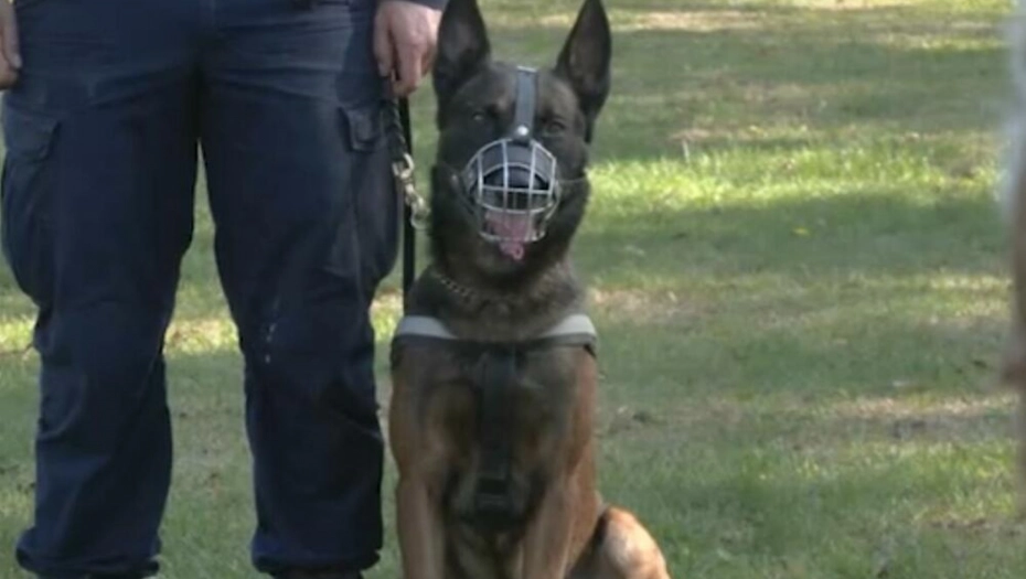 SPECIJALNI AGENTI NA 4 NOGE: Ovo su policijski psi koji mogu da spasu nečiji život – ovo niste ZNALI