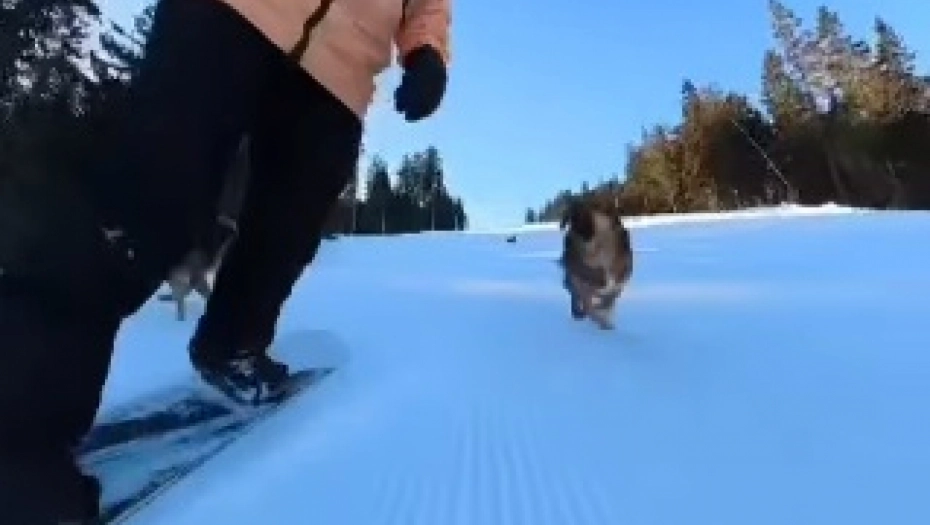 STRAŠNA SCENA NA KOPAONIKU: Pas krvnički ugrizao skijaša dok se spuštao niz padinu, pojurio ga čitav čopor! (VIDEO)
