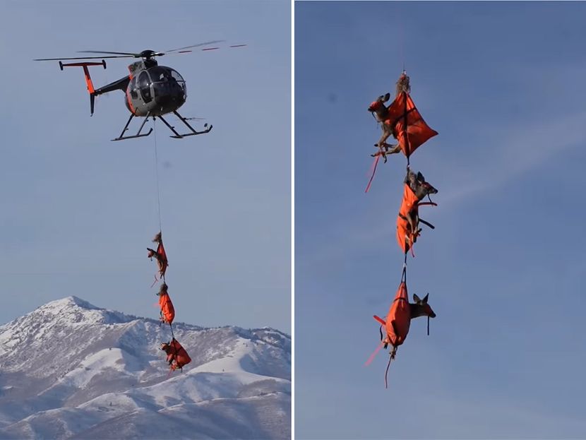 NISU VUKLI SANKE DEDA MRAZA: Snimak „letećih“ jelena hit na mrežama (VIDEO)