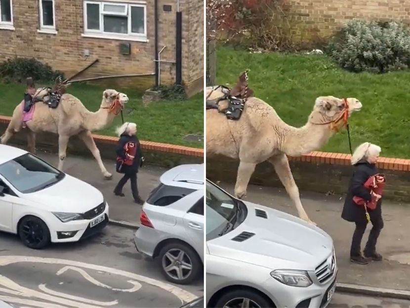 NEVEROVATNA SCENA: Žena prošetala kamilu na povocu (VIDEO)