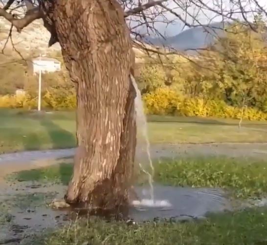 KAKO JE OVO MOGUĆE? Fenomen u Crnoj Gori – Voda izvire iz stabla VIDEO