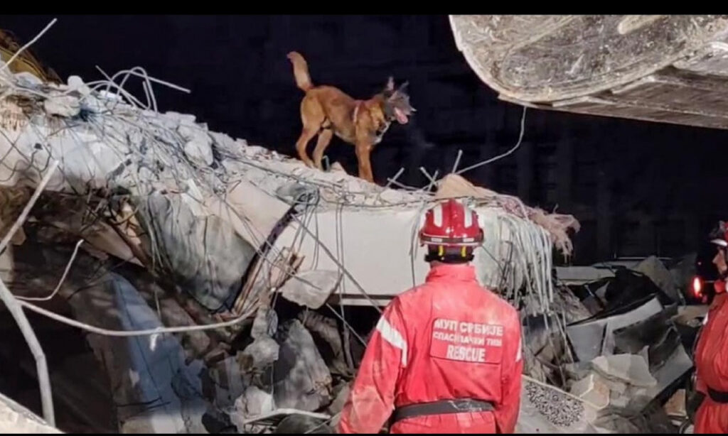 ZIGI OD VEČERAS TRAŽI DANKU: Pas koji je tražio ljude u ruševinama u Turskoj, kreće večeras u BOR