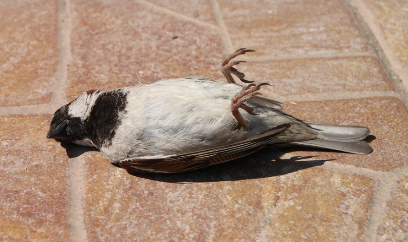 JEZIV PRIZOR U KIKINDI: Nađeno skoro 1000 mrtvih ptica!