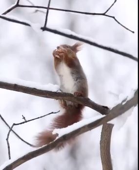 NEODOLJIVA VEVERICA OSVOJIĆE VAŠE SRCE: Pogledajte kako ovo slatko stvorenje provodi jedan sasvim običan zimski dan (VIDEO)