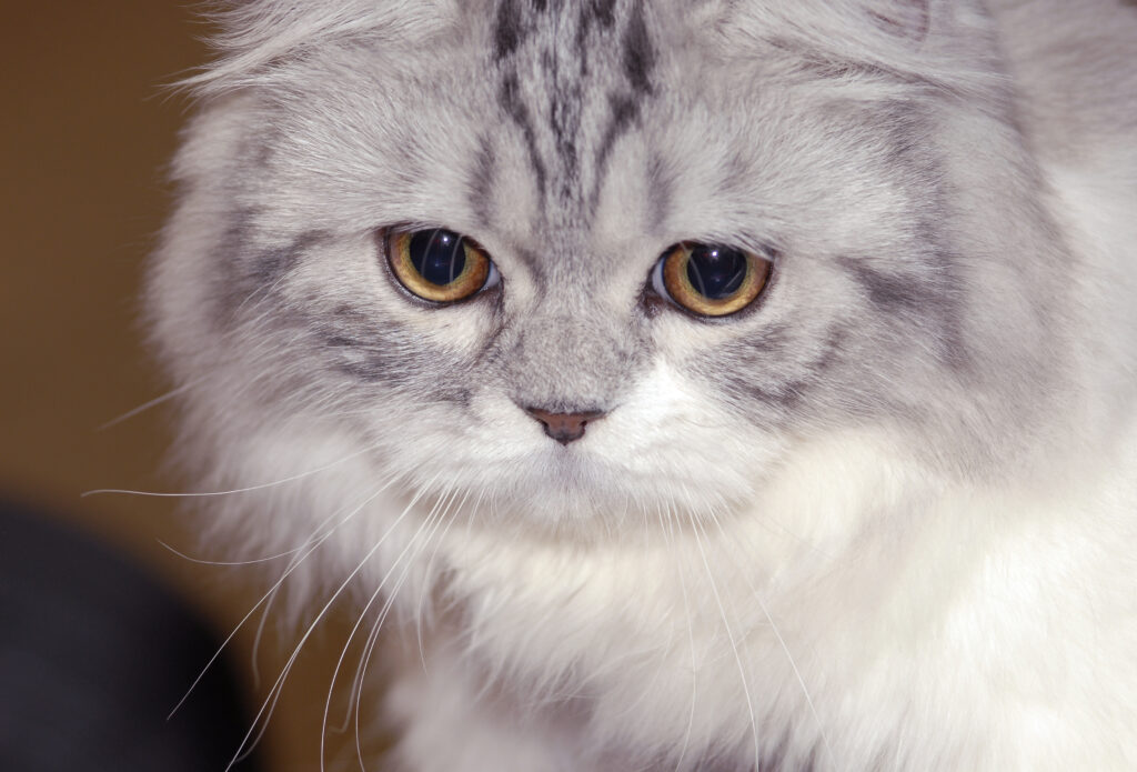 ONE SU AUTHTONE RUSKE MAČKE: Zašto je ova mačka dobila ime po reci Nevi?