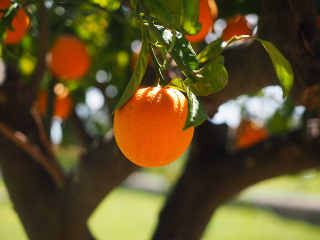 Kora pomorandže može da ima iznenađujuće zdravstvene koristi za srce