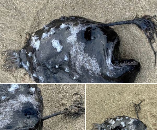 ŠTA JE OVO?! Isplivala slika čudnog morskog bića u Oregonu