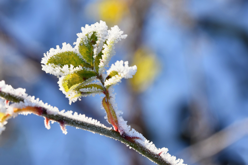 TEMPERATURE I ISPOD MINUS 15 STEPENI: Danas sunčano i vetrovito, ujutru moguć jak mraz