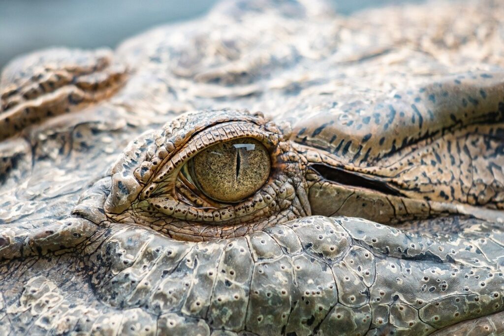 HOROR U PARKU, IZLEGLO IH SE ČAK 29: Beba reptil jednim ujedom može da usmrti 100 ljudi