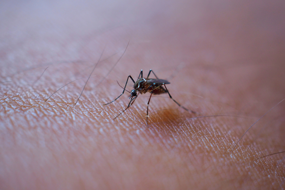 VIRUS ZAPADNOG NILA: Kako nam komarci donose tropske bolesti?