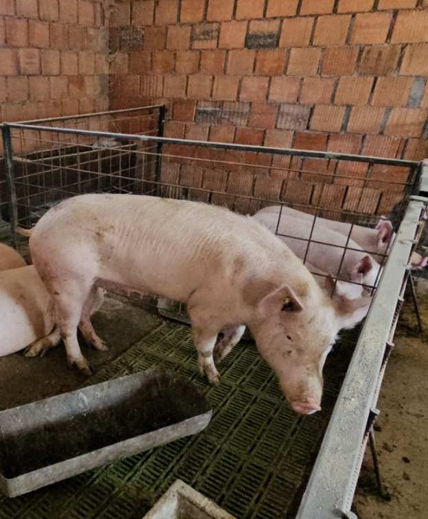 VETERINARI NA TERENU DAN I NOĆ: Kuga neće uzeti maha