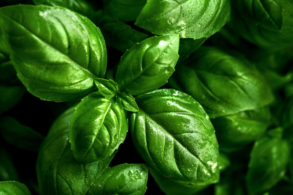 AROMATIČNA BILJKA – DODATAK MNOGIM JELIMA: Kako gajiti bosiljak iz supermarketa?